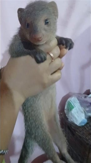 pet mongoose #youtubeshorts #love #song #lovesongs