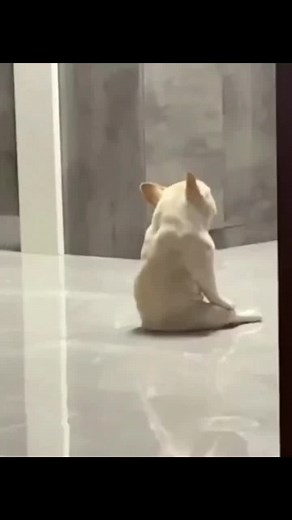 He always got a way to amuse himself #doggo #puppy #puppylove #funny #foryou