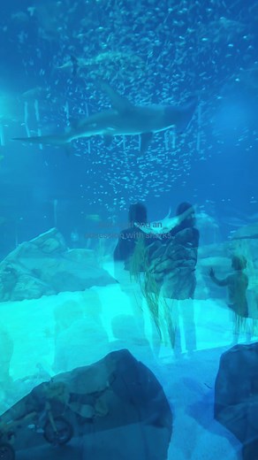 Georgia Aquarium Shark Encounter