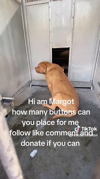 New life shelter (@rescue.mission) - Margot’s eyes, once bright with hope, now dimly shine through the bars of her shelter kennel. Her tiny body struggles to breathe, each labored gasp a testament to the illness that’s taken hold of her. The green discharge from her nose is a harsh reminder of her fragile state. And if that weren’t enough, she may be carrying precious life within her, a potential litter of puppies who’ll never know the warmth of her love if she doesn’t get the help she needs. Ca