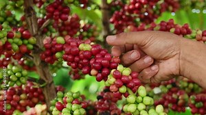 Hands harvest coffee beans ripe Red berries.