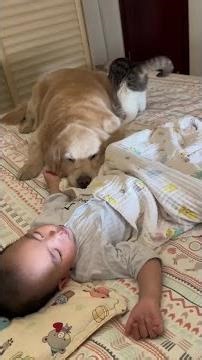 监控下可比我用手机录的更好玩哈哈哈#抖音萌宠嘉年华 #萌娃和狗狗的治愈时刻 #万物可爱计划 #温馨互动记 #宠物与萌娃