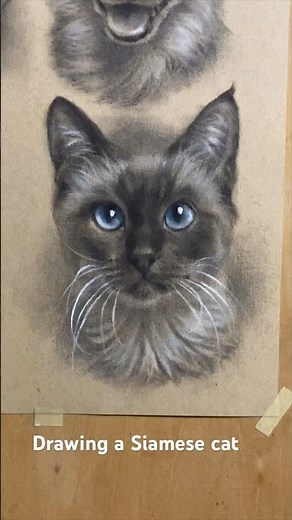 Drawing a Siamese cat 🐈‍⬛ #cats #drawing #sketch