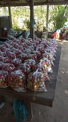 วันนี้เก็บมะเขือเทศครับได้100กว่าถุงครับ พรุ่งนี้เก็บมะระครับ