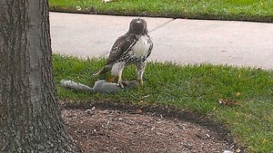 Photos Capture Hawk Killing Squirrel in Oak Lawn