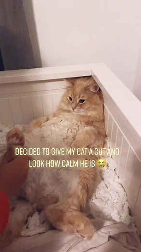 simba on TikTok