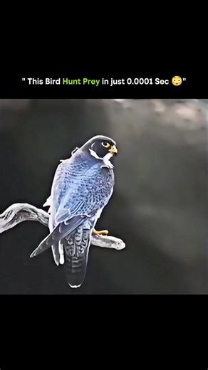 KNOWLEDGE MATRIX on Instagram: "🦅⚡ This Bird Hunts Prey in Just 0.0001 Seconds ⚡🦅 1. Some birds aren’t just fast—they’re nature’s precision hunters. 2. Using incredible reflexes, they can strike prey almost instantly. ⏱️ 3. Eyes play a key role: highly acute vision tracks the tiniest movements. 👀 4. Muscles contract with lightning speed, giving unmatched strike power. 💪 5. Timing is everything—a microsecond delay can mean a missed meal. 🥩 6. Wings and talons coordinate perfectly, reducing d