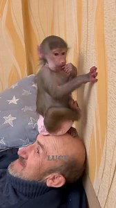 826K views · 10K reactions | Absolutely cute and lovely monkey Lucy with daddy. | Monkeys TV | Facebook