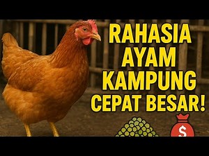 “Cara Mudah Beternak Ayam Kampung | Tips Pakan, Perawatan & Untung Besar”