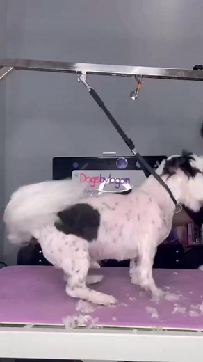 19K views · 782 reactions | Charlie and my crocs | Dogs by Logan | Facebook