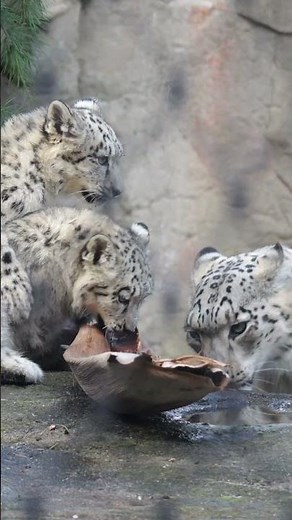 👃Melbourne Zoo’s Snow Leopard cubs enjoy some special 👃 enrichment.