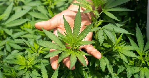 Growing concerns about California's cannabis industry