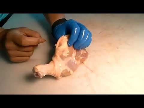 Zoom Chicken Leg Dissection