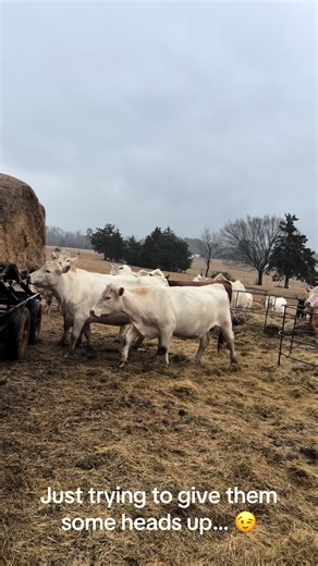 Winters finally going to show up girls! Hunker down! ❄️❄️❄️ #cattleranch #registeredcharolais #easttexas #winterizing #hayday