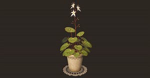 House Plant | 3D Flowers | Unity Asset Store