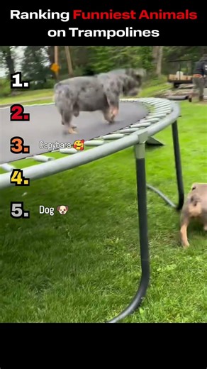 Ranking Funniest Animals on Trampolines 😂