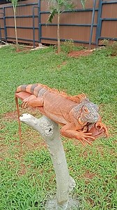 Iguana 🔥 #reels | Abdul Azis Albar