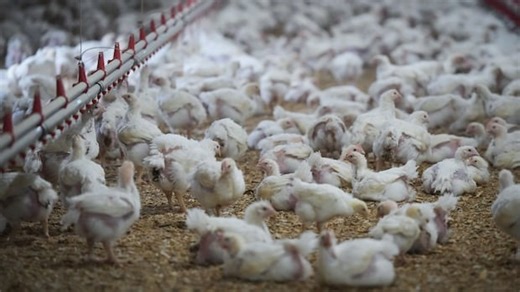 Canadian farmers on alert as 2nd bird flu strain found in U.S. cattle