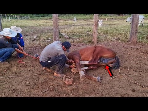 CAPANDO CAVALO XUCRO NA ROÇA