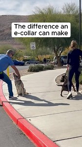 1.1M views · 2.2K reactions | Love em or hate em, e collars are...