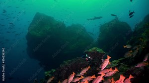 Sharks (Carcharhinus spp.) and a variety of fish swimming near a rocky reef at Cocos Island, illustrating dynamic interactions of marine life.