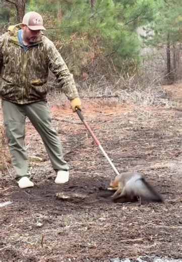 Fox trapping tutorial 🦊