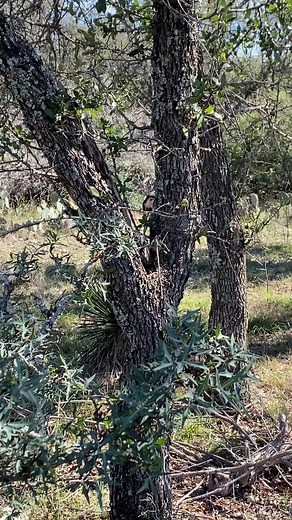 Exploring a Large Black Bear in its Natural Habitat