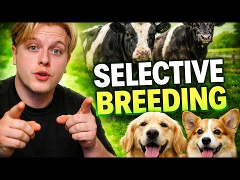 Selective Breeding | GCSE Biology