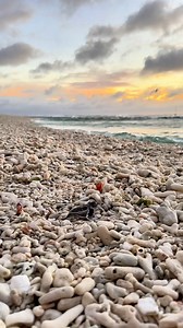 Did you know the sex of turtle hatchlings is determined by the temperature of the nest? 🐢🥚 Temperatures above 31 degrees will be female 🚺 and below 27.7 degrees will be male. 🚹 Nests between those temperatures will be a mix of male and female! 🔀 📸 @rosslongphoto at @ladyelliotislandecoresort #southerngreatbarrierreef #greatbarrierreef #marinelife #turtle #wildlife | Wyland Foundation
