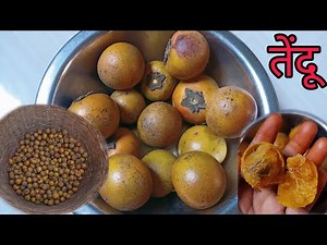 Tendu Fal Khane Ke Fayde || तेंदू फल का उपयोग || तेंदू फल कैसा होता है ||