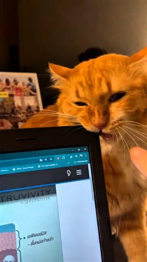 This Cat Bites the Laptop… Then Uses the Cutest Trick to Escape 😺💻 #shorts