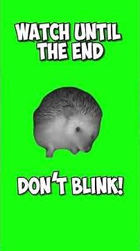 Sneezing Hedgehog Green Screen #shorts