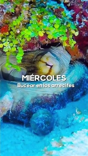 Vacation in Cozumel, Mexico | Experiences to Enjoy All Week Long