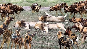 8.6M views · 80K reactions | Terrible battle of lions and wild dogs, how tragic the end would be?Wild animals attack | Soccer Center | Facebook