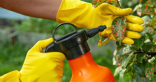 L’huile de neem : une arme 100% naturelle et efficace pour protéger les plantes des parasites