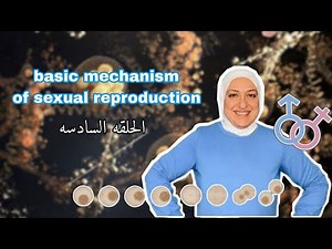 Episode 6 of chapter 1: Oogenesis versus folliculogenesis