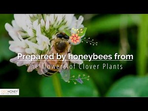 Clover Honey | Interesting Facts and Benefits | GeoHoney