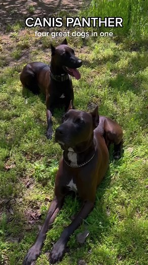 Discover the Canis Panther: A Unique Blend of Four Great Dog Breeds