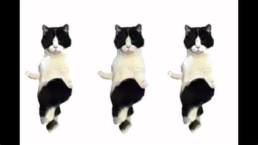 Cat dancing gif #cat #dance #gif song by @Rj Pasin