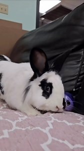 BOOP!! Have you met Patterson? He is one of the sweetest little buns at the shelter ❤️ Patterson enjoys playing with our volunteers and truly has a gentle soul. Come meet our guy! #adopt #adoptdontshop #rescue #rabbits #rabbitrescue #bunniesofinstagram #stlouis #stlouisgram #stlouismo #stlouisbunnyhouse #stlouisbunnies #mohrs #volunteer #volunteerstl #adoptbunnies #adoptbunniesstl #bunnylove #bunnyhousestl #kindness #love #compassion #bunnies #bunnylove #adoptables #bunny #learning #bunnycare #a