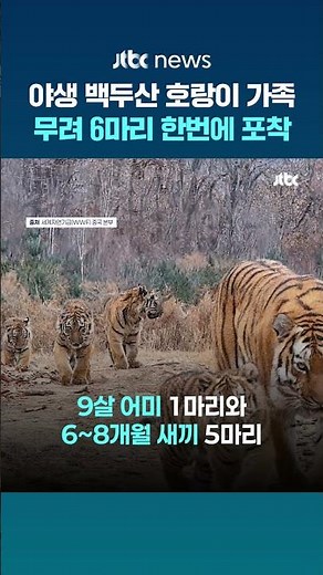 '어슬렁어슬렁' 야생 백두산 호랑이 가족…무려 6마리가 함께 #JTBC #Shorts