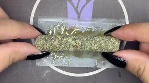 Cannabis Babe Packs Fat Cannabis Cigar [Sponsored]