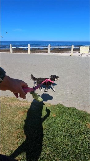 Miniature Schnauzer First Walk Of 2026