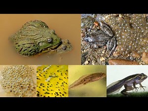 frog mating and fertilizing eggs and growing up || ‪@chillingchannel9054‬ ||