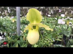 OrchidWeb - Ever-blooming Paphiopedilum
