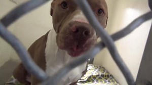 10K views · 318 reactions | RESCUED - moved to SAFE Album 06/17...