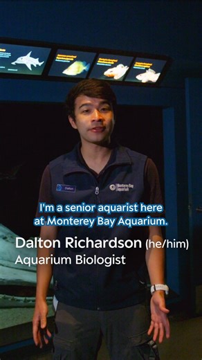 Dive a little deeper into a day in the life of Senior Aquarist Dalton Richardson as he takes care of our elephant fish in the Whalefall Community exhibit. Ensuring the well-being of these unique deep-sea dwellers is Dalton’s top priority. Learn more about caring for elephant fish at the Aquarium: https://mbayaq.co/3Wz2U2r | Monterey Bay Aquarium