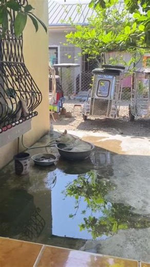 5.5M views · 116K reactions | RELAX NA RELAX ANG ASONG SI MAX!  Kwento ni fur mom Kae Gregorio, routine daw talaga ni Max ang pagbabad sa batya pagkatapos ng kanilang walking session. Napawi naman ang stress ng netizens sa calming video. Mayroon na itong mahigit 2.5 million views sa TikTok! (VIDEO: Kae Gregorio/TikTok) Panoorin ang ulat sa Balitanghali sa link sa comments section. | GMA News | Facebook