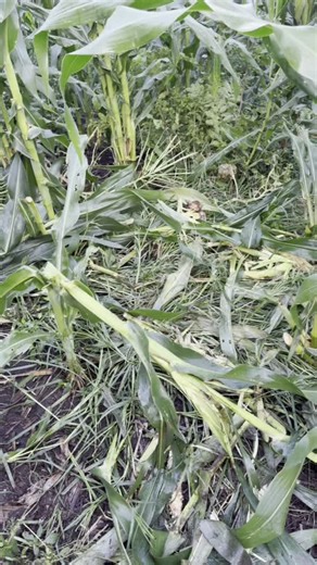 Sangre Azul on Instagram: "Los puercos hacen muchos daños en las temporadas de maíz 🌽 y por eso es que los ahuyentamos"