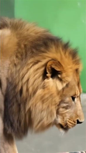 sher or cheetah 🐆🐅#tutorial